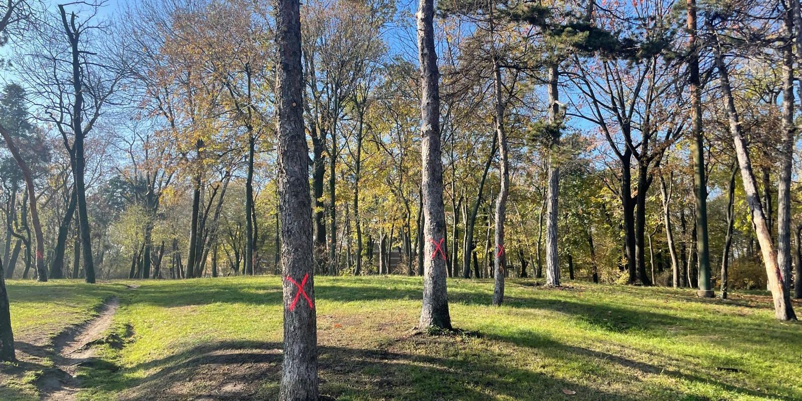 Amenzi usturătoare pentru o firmă care a distrus arbori în Parcul Carol O companie care executa lucrări în Parcul Carol din București va fi sancționată de Primăria Capitalei pentru că a încălcat normele legale privind protecția spațiilor verzi