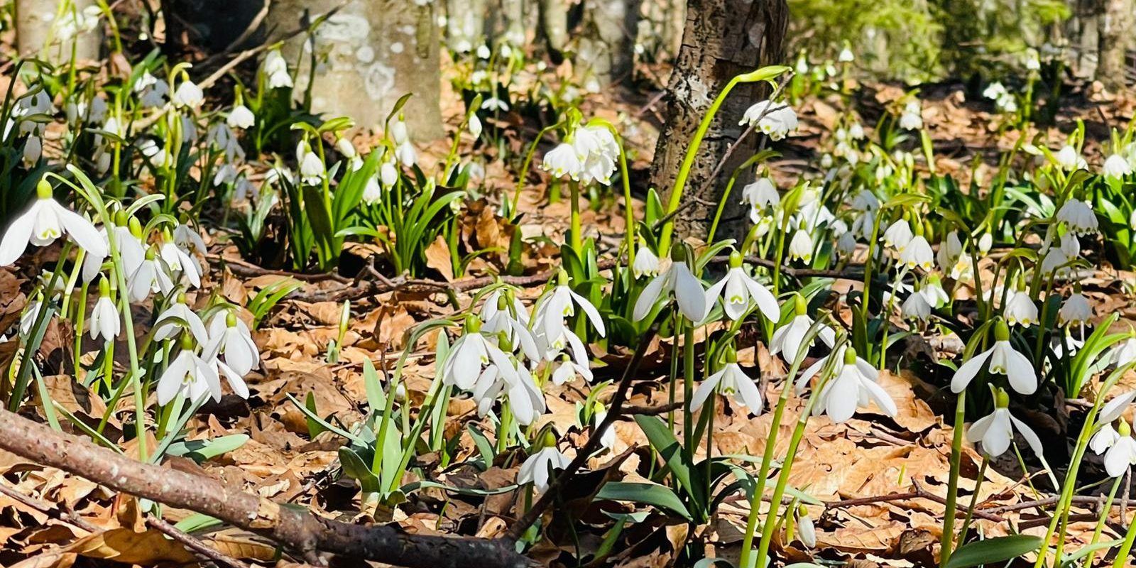 Primăvara și-a făcut simțită prezența în Munții Trascău: ghioceii și brândușele au invadat versanții Într-un spectacol natural spectaculos, Munții Trascău din județul Alba au fost invadați de ghiocei și brândușe, semnalând sosirea primăverii