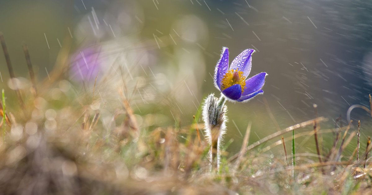 Temperaturi de primăvară, urmate de o răcire bruscă: meteorologii anunță schimbări majore După o perioadă cu temperaturi neobișnuit de ridicate pentru această perioadă a anului, România se pregătește de o schimbare majoră a vremii