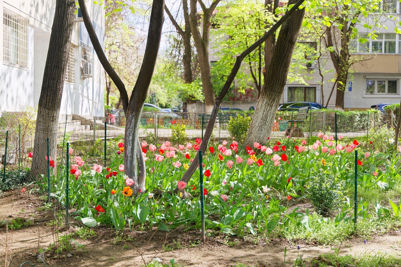 Vrei să plantezi flori sau copaci lângă bloc? Ce trebuie să știi ca să eviți amenzile Mulți dintre noi ne dorim să înfrumusețăm spațiul din jurul blocului, fie cu flori colorate, fie cu copaci care oferă umbră