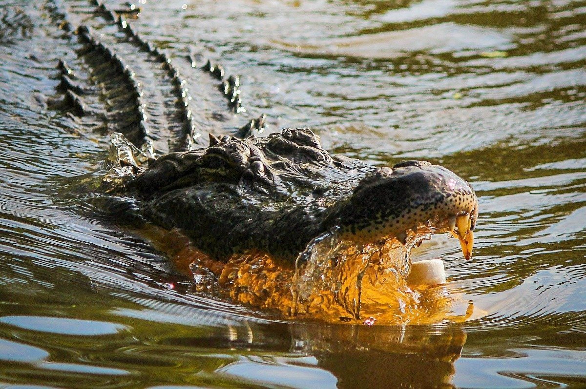 Avertisment de pericol major în Australia: „Prezența crocodililor peste tot” după inundațiile masive Regiunea Northern Territory din Australia se confruntă cu o situație de urgență