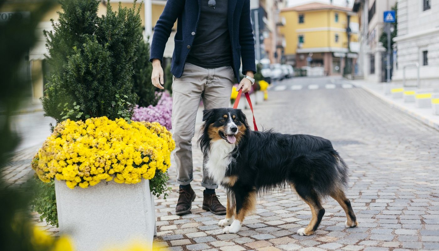 Amenzi usturătoare pentru proprietarii de câini care nu respectă regulile în spațiile publice Nerespectarea regulilor privind plimbarea câinilor în spațiile publice poate atrage amenzi consistente, care ajung la câteva mii de lei, în funcție de localitate