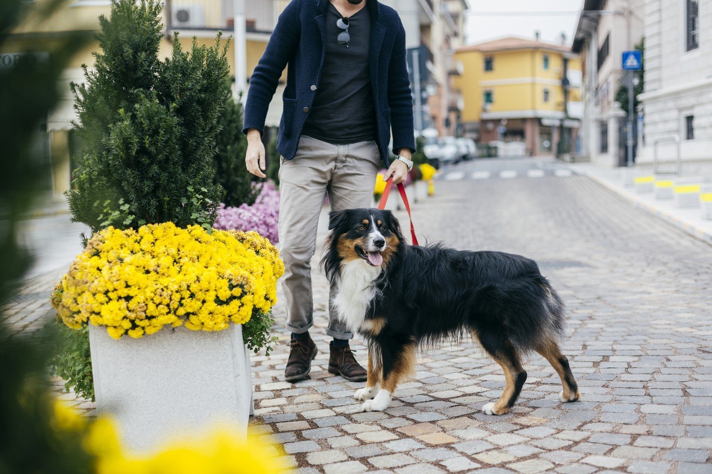 Amenzi usturătoare pentru proprietarii de câini care nu respectă regulile în spațiile publice Nerespectarea regulilor privind plimbarea câinilor în spațiile publice poate atrage amenzi consistente, care ajung la câteva mii de lei, în funcție de localitate