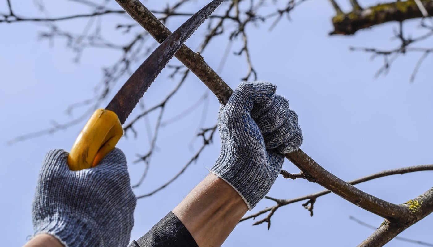 Greșelile de primăvară care vă pot lăsa grădina fără flori Tunderea arbuștilor în perioada nepotrivită poate afecta negativ dezvoltarea acestora, compromițând înflorirea și slăbind plantele, făcându-le mai vulnerabile în fața bolilor și dăunătorilor