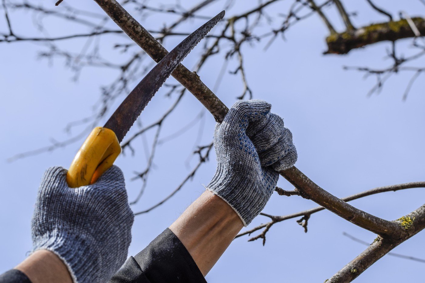 Greșelile de primăvară care vă pot lăsa grădina fără flori Tunderea arbuștilor în perioada nepotrivită poate afecta negativ dezvoltarea acestora, compromițând înflorirea și slăbind plantele, făcându-le mai vulnerabile în fața bolilor și dăunătorilor