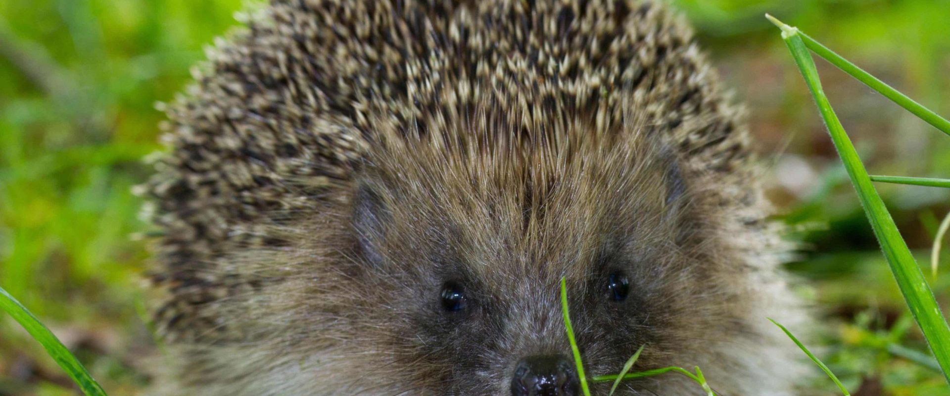 Aricii ar putea fi protejați de trafic cu ajutorul ultrasunetelor Un studiu recent, publicat în revista științifică Biology Letters în martie 2026, a deschis o nouă perspectivă în lupta pentru protejarea aricilor, animale vulnerabile în fața traficului rutier