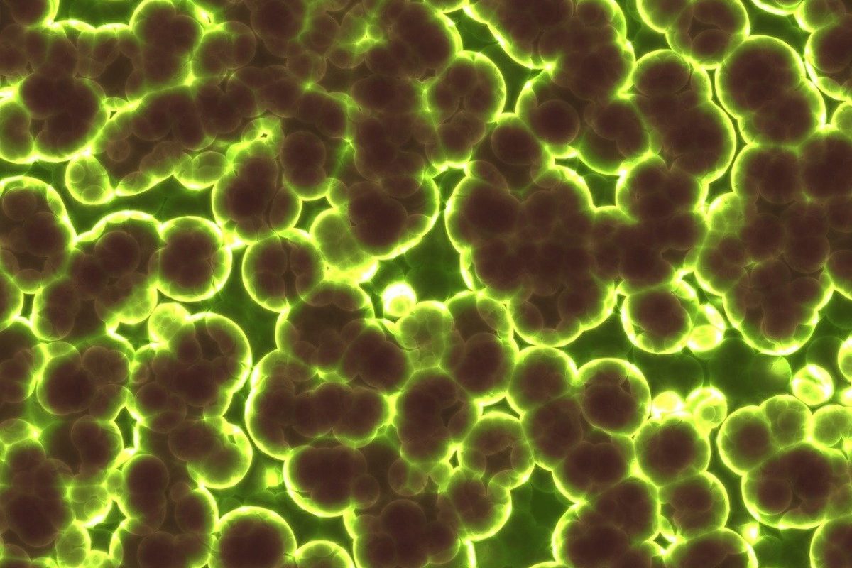 Bacteriile antarctice, supraviețuitoare la temperaturi extreme și consumatoare de gaze O echipă de cercetători australieni a făcut o descoperire remarcabilă despre capacitatea de supraviețuire a bacteriilor din Antarctica
