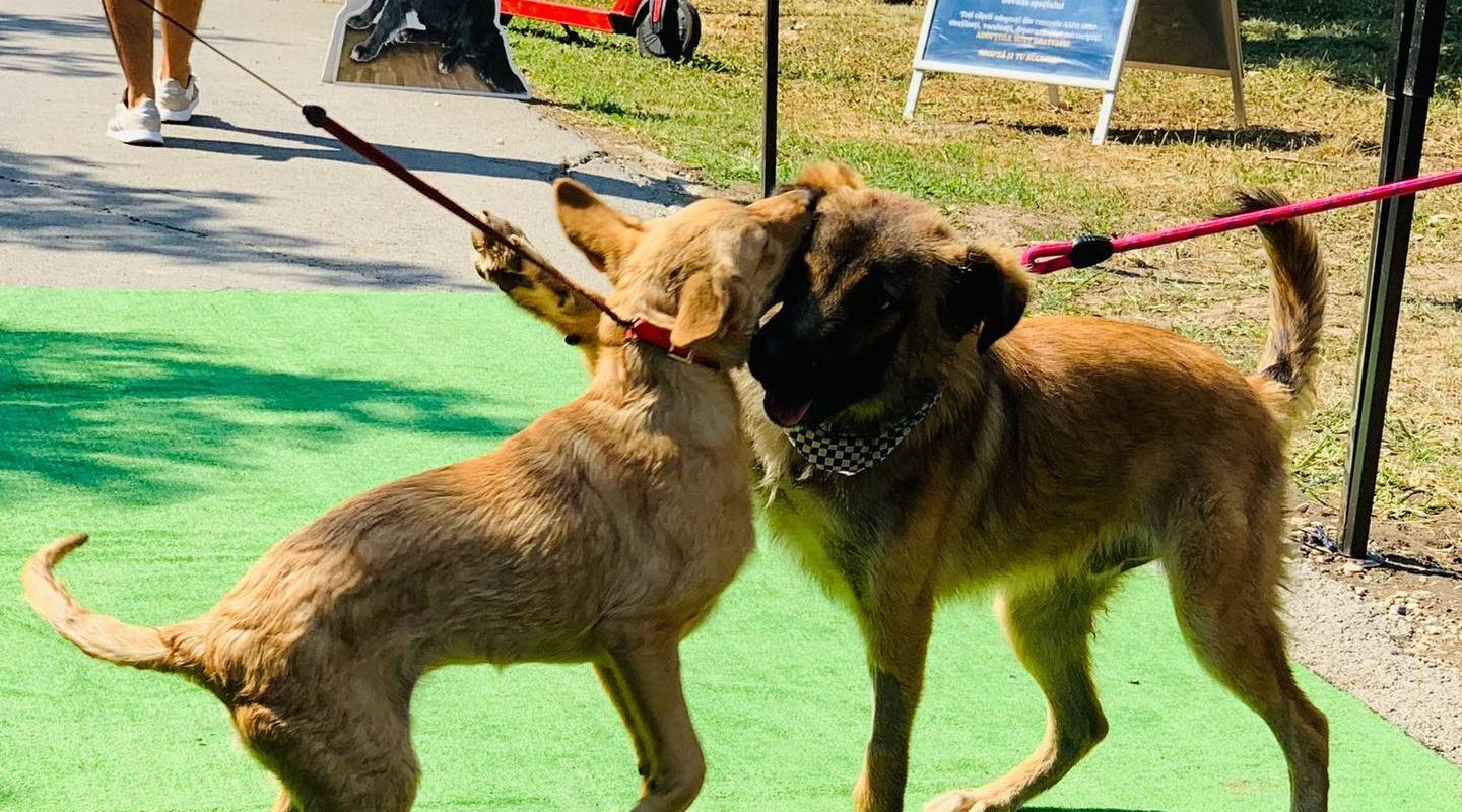 ASPA: Târg de adopții pe 28 martie, la petshop din sectorul 3