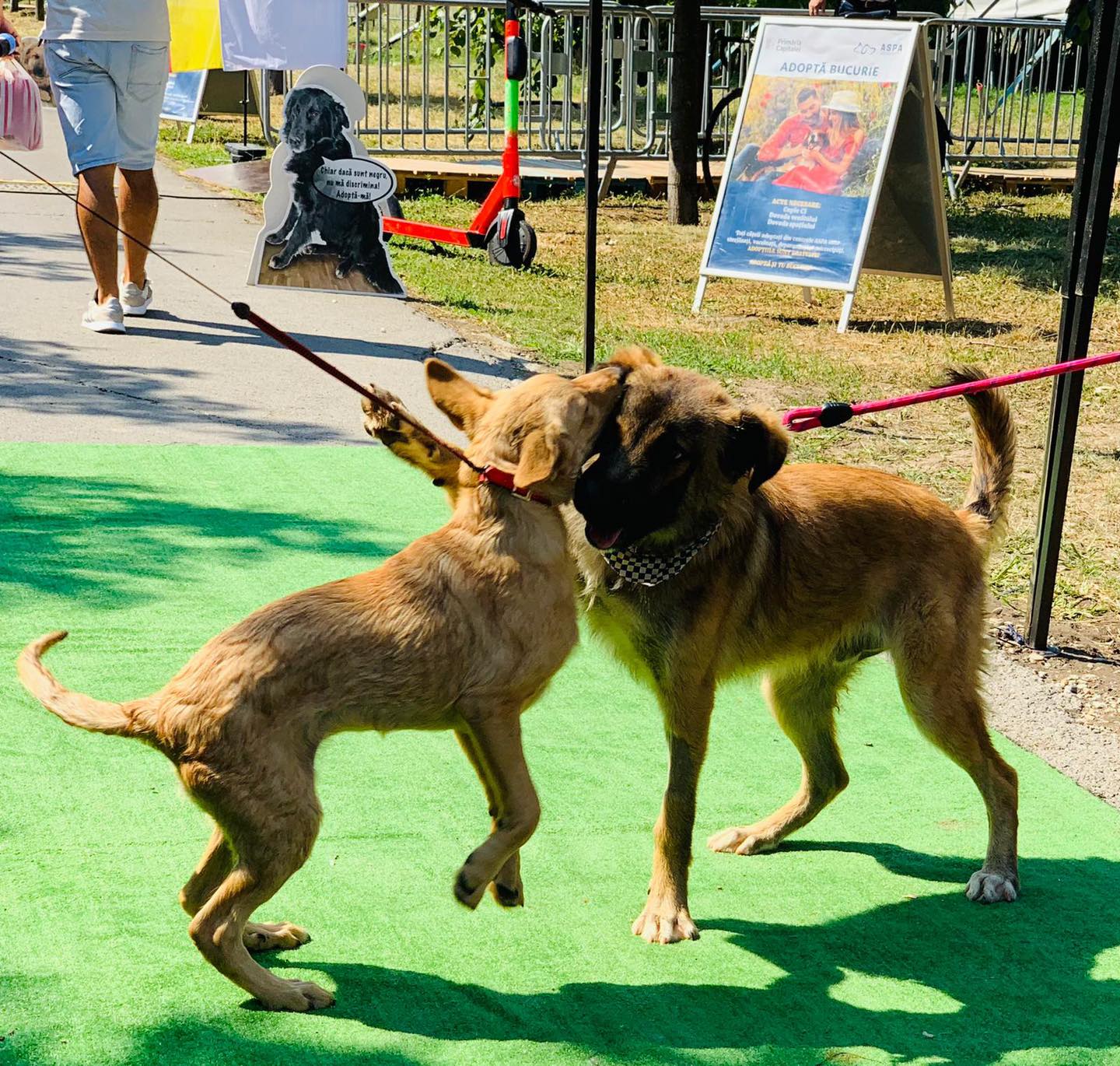 ASPA: Târg de adopții pe 28 martie, la petshop din sectorul 3