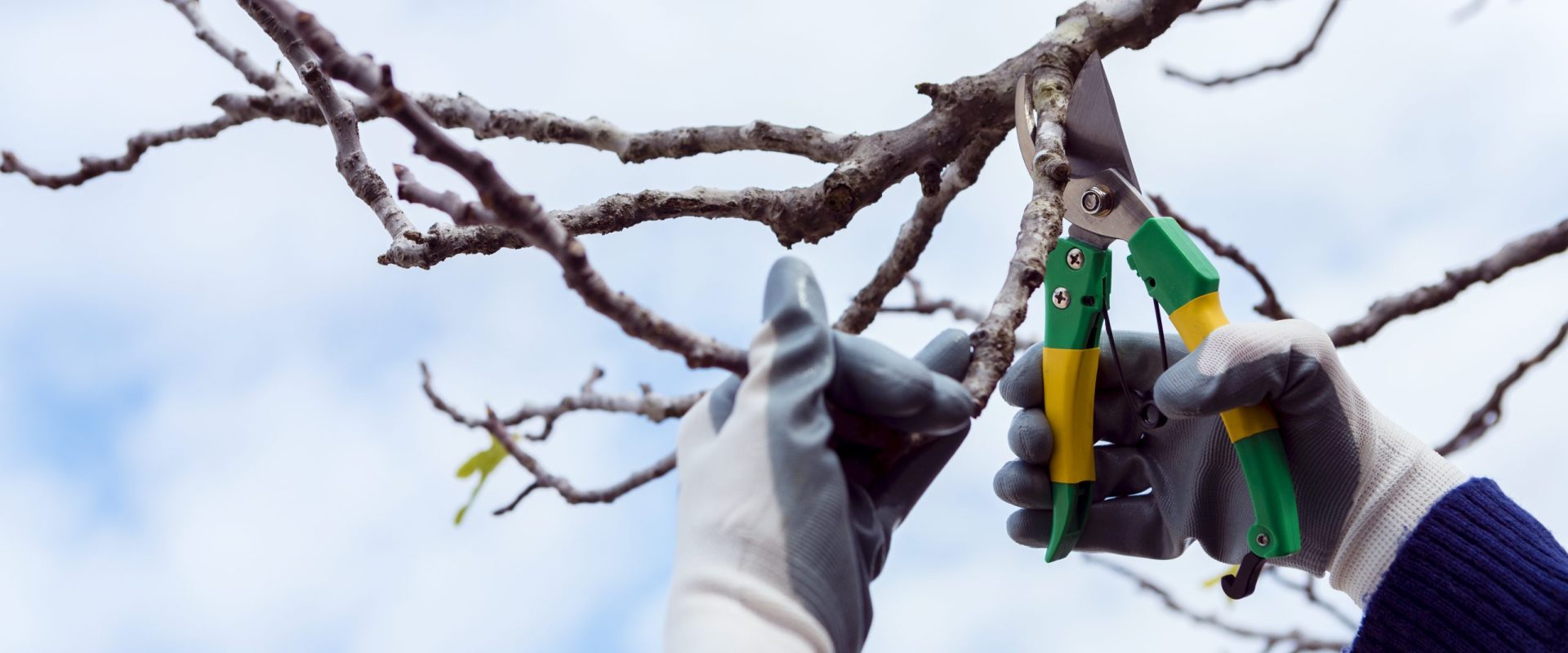 Amenzi usturătoare pentru cei care aruncă crengi și frunze la gunoi Primăvara și toamna, când grădinile sunt curățate de crengi uscate și frunze, mulți români fac greșeala de a arunca aceste deșeuri vegetale în pubela cu gunoi menajer