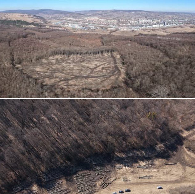Defrișare masivă în Pădurea Hoia-Baciu: Aproape două hectare de arbori, puși la pământ O suprafață de aproximativ două hectare din celebra Pădure Hoia-Baciu, situată în apropierea municipiului Cluj-Napoca, a fost supusă unei defrișări masive în ultimele zile
