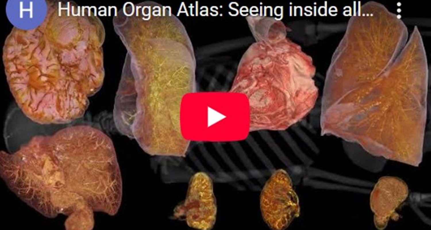 Un atlas digital al corpului uman, accesibil oricui, revoluționează studiul anatomiei Un proiect ambițios, rezultatul a șase ani de muncă, a fost publicat în revista Science Advances