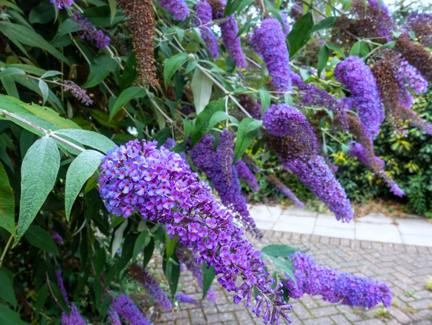 Buddleja, arbustul asiatic care înfrumusețează grădinile românești și atrage fluturi Originară din Asia, mai exact din China, buddleja, cunoscută și sub numele de „liliac de vară”, este un arbust ornamental care s-a adaptat cu succes în Europa, inclusiv în România