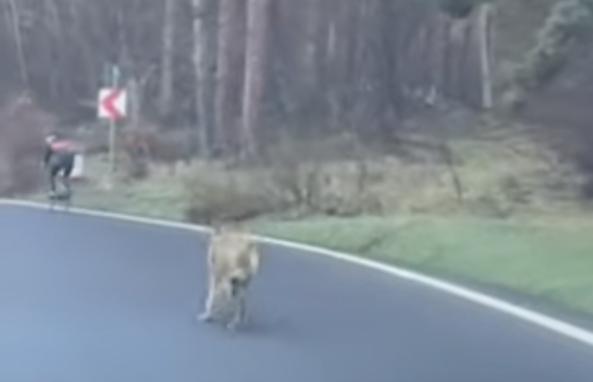 Femeie din Hamburg, mușcată de lup lângă un centru comercial