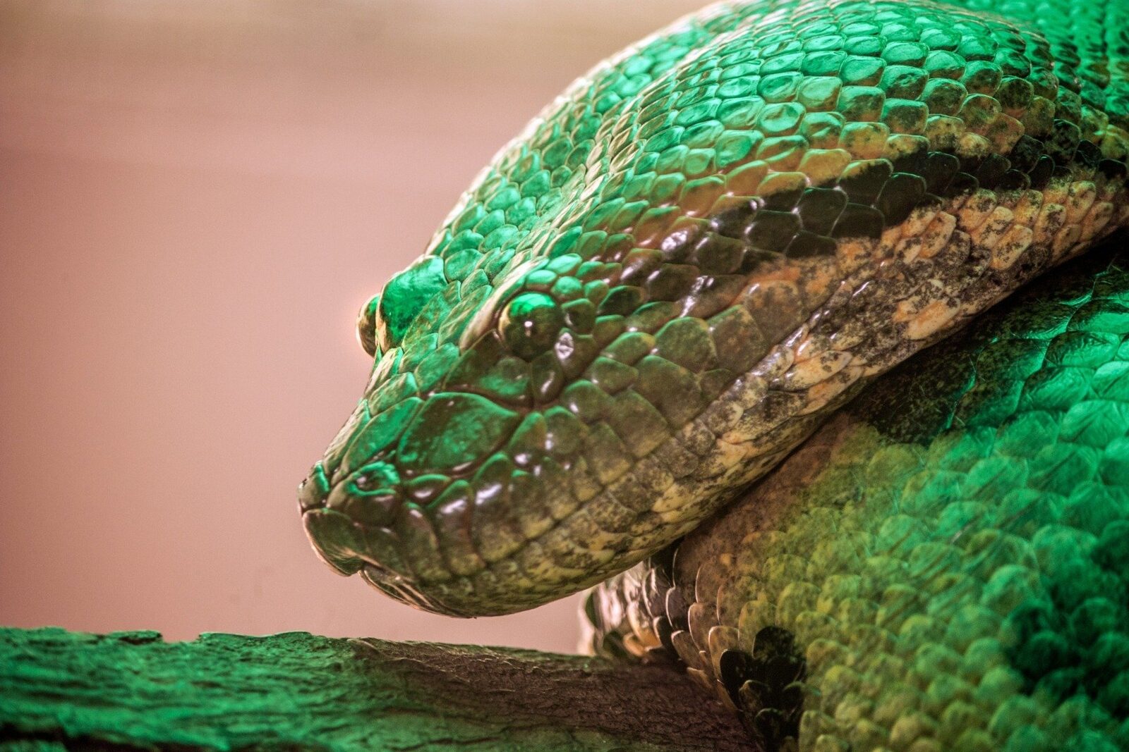 Descoperire șocantă în Italia: zeci de reptile periculoase găsite într-un apartament Carabinierii italieni au făcut o descoperire uluitoare într-un imobil rezidențial din sudul Italiei: un număr impresionant de reptile exotice, unele dintre ele considerate periculoase pentru oameni, erau ținute ilegal într-un apartament