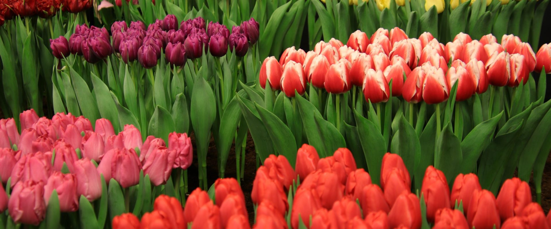 Sectorul 1: Eveniment de 15.000 euro, promovat de Primar fără vot local