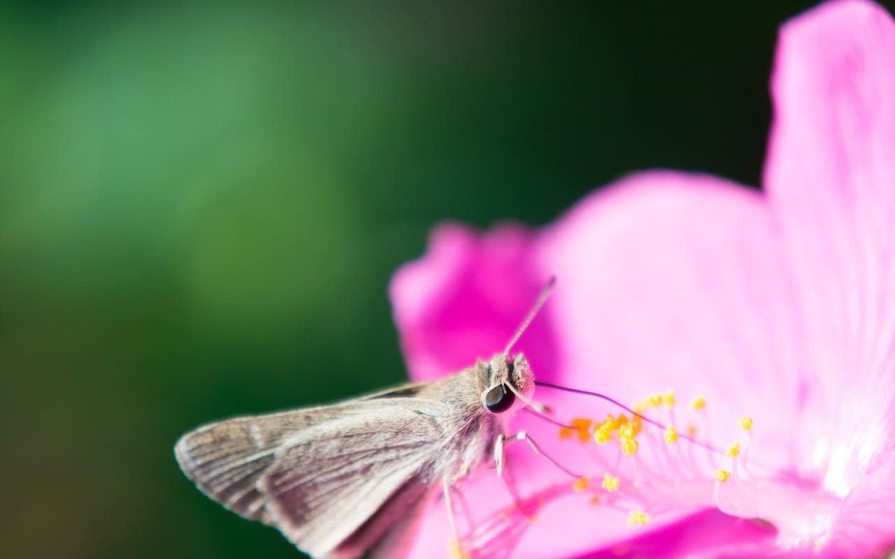 Nectarul floral, un cocktail surprinzător pentru polenizatori Un studiu recent al cercetătorilor de la Universitatea din California, Berkeley (UC Berkeley) a adus în prim plan o descoperire neașteptată: nectarul unor flori conține alcool