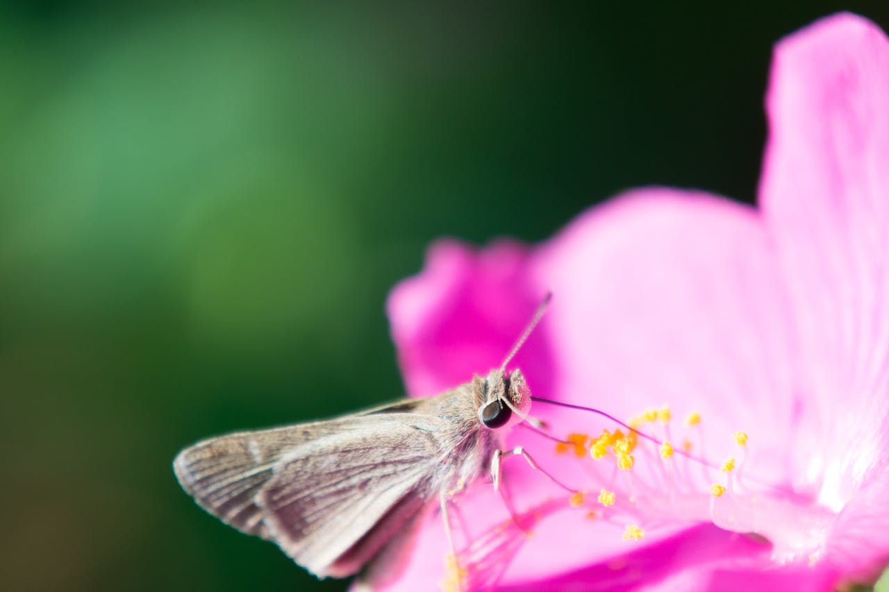 Nectarul floral, un cocktail surprinzător pentru polenizatori Un studiu recent al cercetătorilor de la Universitatea din California, Berkeley (UC Berkeley) a adus în prim plan o descoperire neașteptată: nectarul unor flori conține alcool