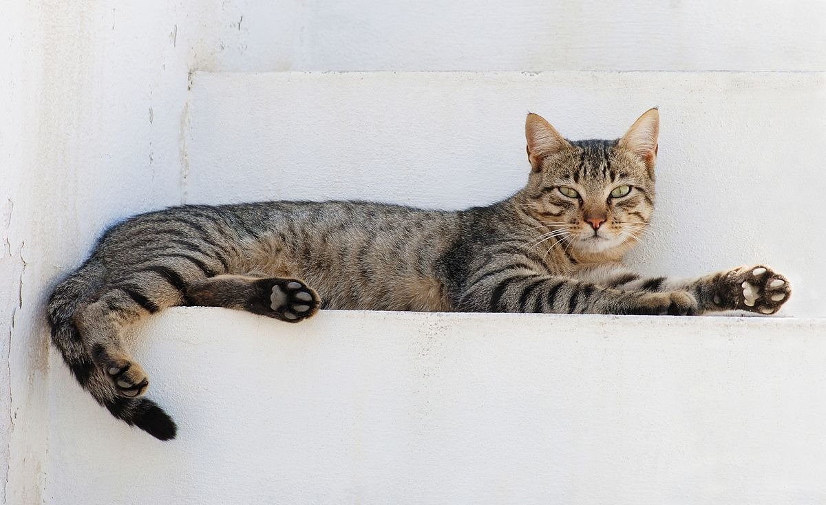 Pisica ta te trezește noaptea? Cum să adaptezi comportamentul felinei la viața ta Problemele legate de somnul pisicilor pot afecta în mod semnificativ viața de zi cu zi a proprietarilor