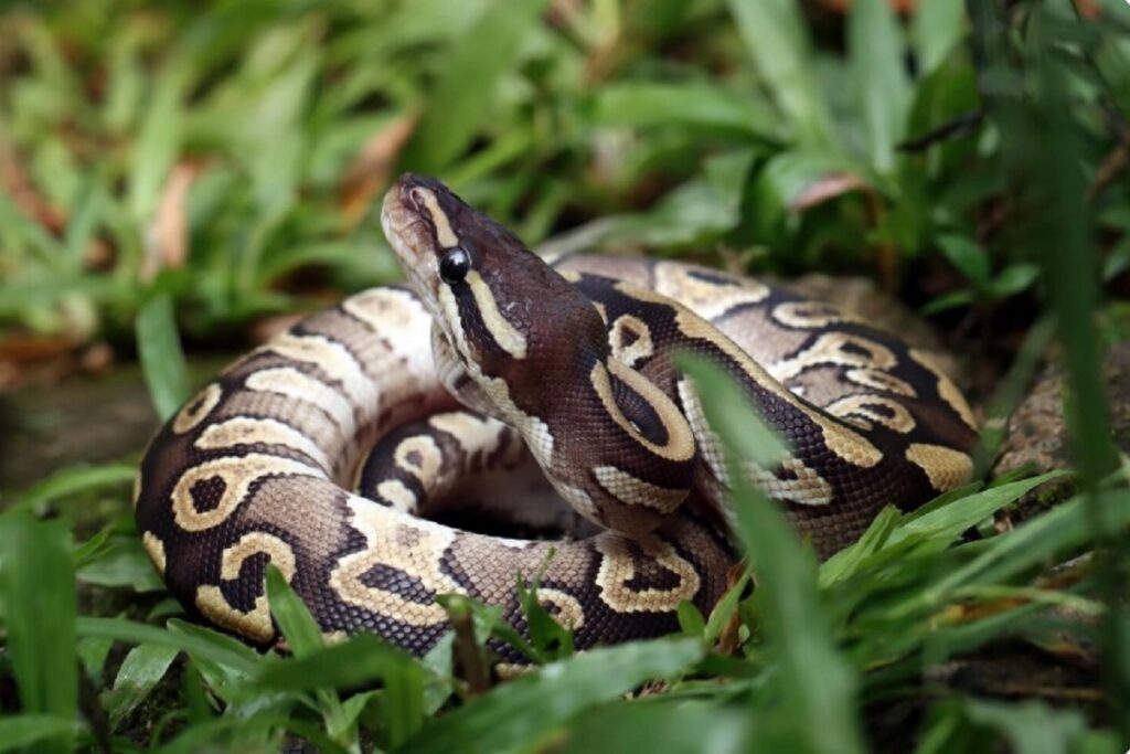 Un nou orizont în lupta cu obezitatea: Pitonii ar putea ascunde cheia Cercetătorii au descoperit potențiale beneficii pentru tratamentele de slăbire în metabolitul din sângele de piton, deschizând o nouă perspectivă în lupta împotriva obezității