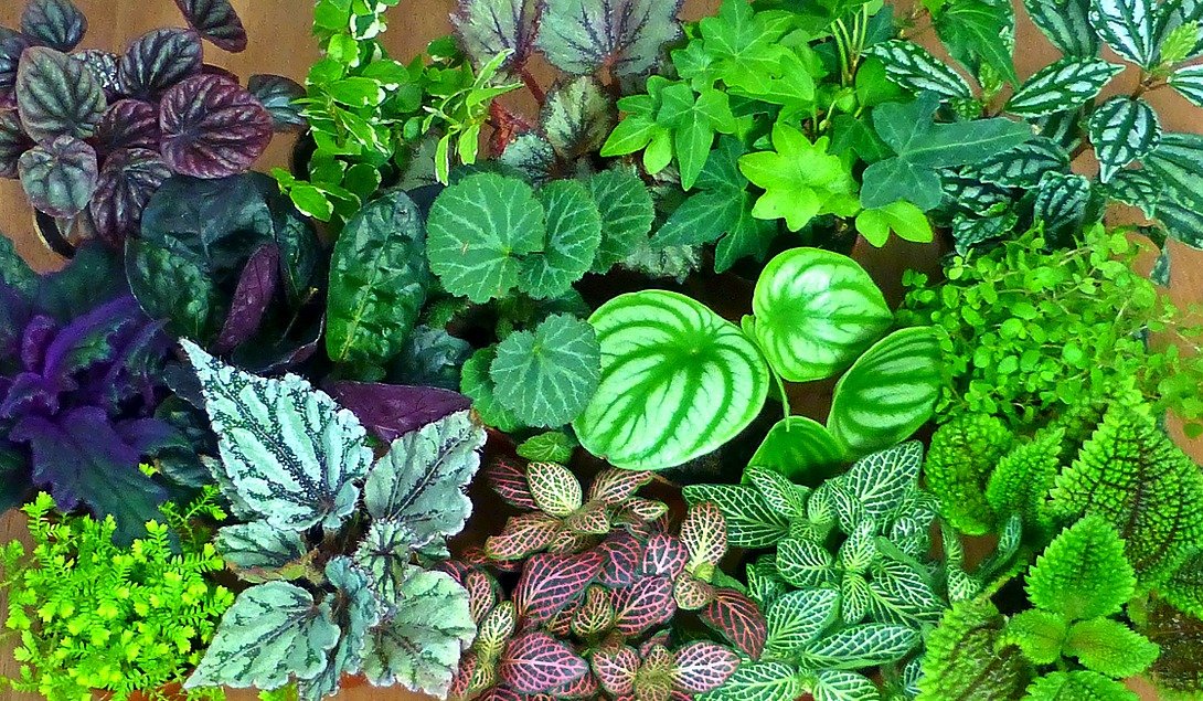Cum au cucerit plantele uscatul: De la alge verzi la copaci seculari Primul organism vegetal din lume nu a fost un copac uriaș sau o floare colorată, ci o plantă minusculă, asemănătoare mușchilor