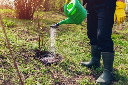 Miezul primăverii aduce o agendă încărcată pentru pomicultori: tăieri, plantări și fertilizare Mijlocul lunii martie este un moment crucial pentru cei care au livezi sau pomi fructiferi în grădini