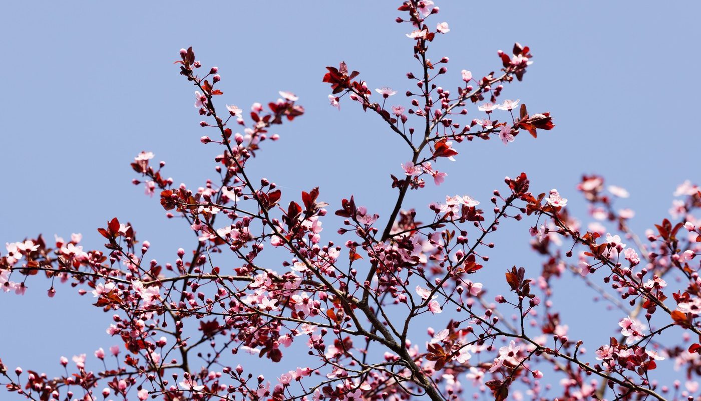 Primăvara aduce un martie cu temperaturi peste medie în unele zone și un potențial aprilie ploios Meteorologii prognozează o lună martie cu temperaturi ușor mai ridicate decât normalul climatologic în regiunile intracarpatice