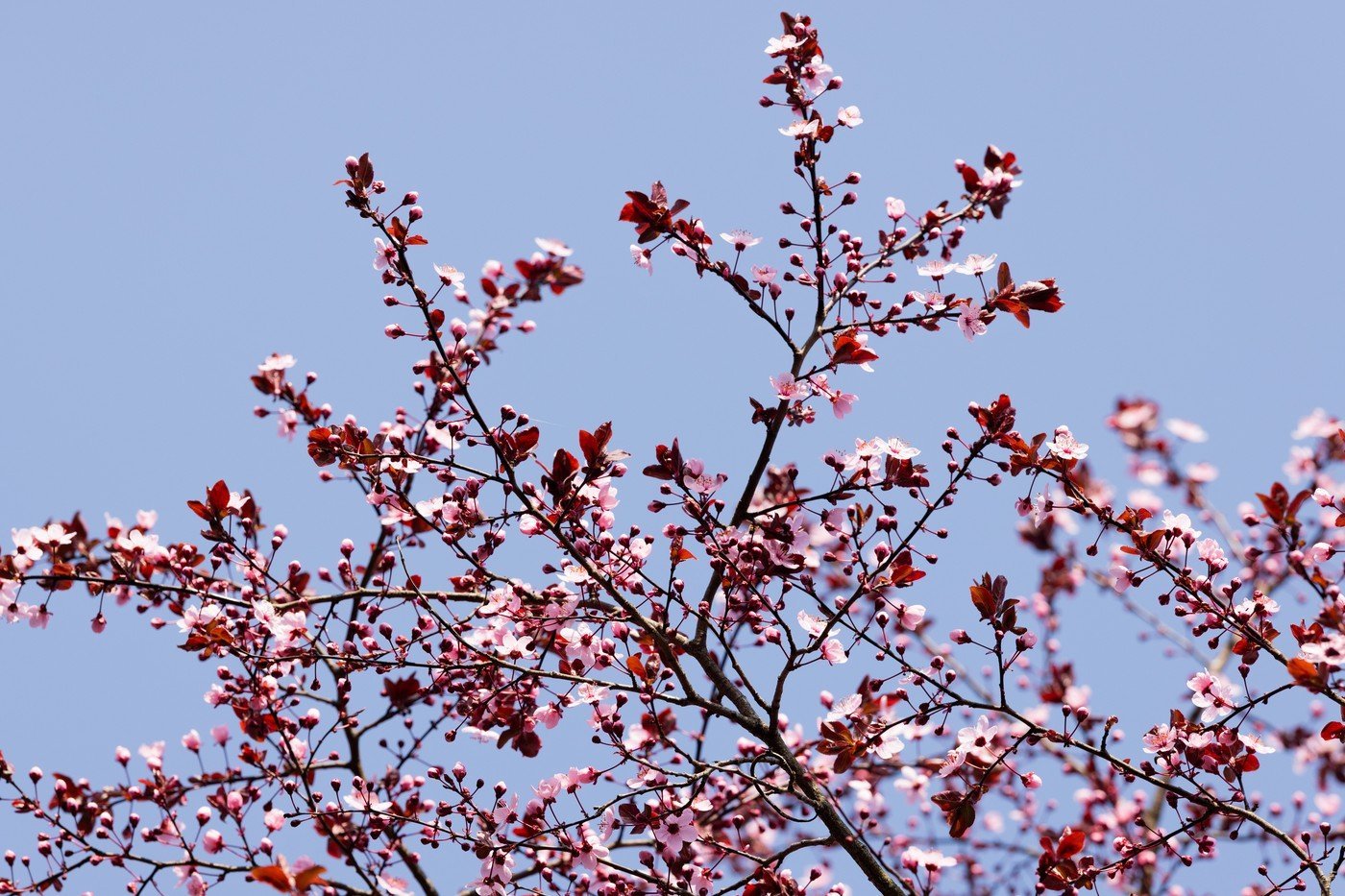 Primăvara aduce un martie cu temperaturi peste medie în unele zone și un potențial aprilie ploios Meteorologii prognozează o lună martie cu temperaturi ușor mai ridicate decât normalul climatologic în regiunile intracarpatice