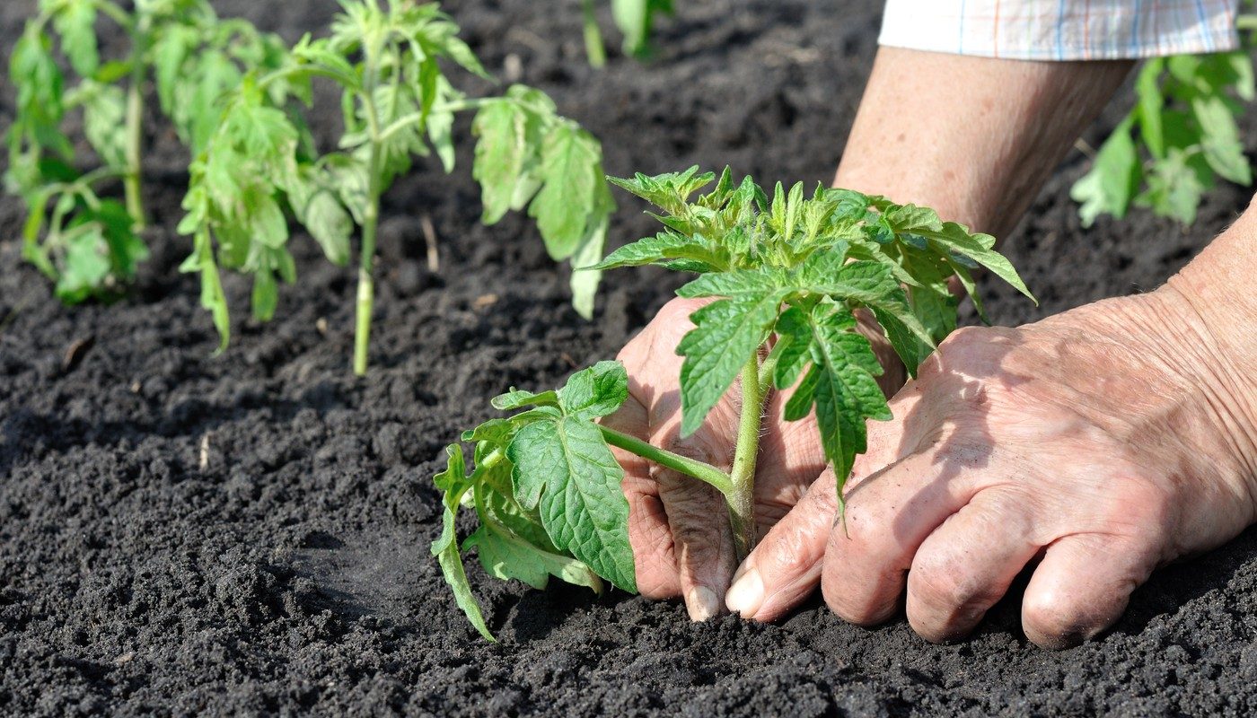 Roșiile, vedetele grădinilor: Când și cum le plantăm pentru o recoltă bogată Roșiile, apreciate pentru gustul lor delicios și aportul nutritiv, necesită atenție sporită în ceea ce privește plantarea