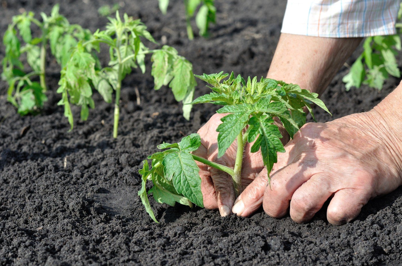 Roșiile, vedetele grădinilor: Când și cum le plantăm pentru o recoltă bogată Roșiile, apreciate pentru gustul lor delicios și aportul nutritiv, necesită atenție sporită în ceea ce privește plantarea