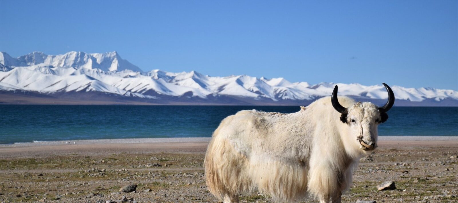Podișul Qinghai-Tibet: O Ascensiune cu Două Acte, Dezvăluită de Cercetătorii Chinezi Un nou studiu publicat recent în revista Geology aruncă o lumină nouă asupra evoluției Podișului Qinghai-Tibet, supranumit „Acoperișul Lumii”