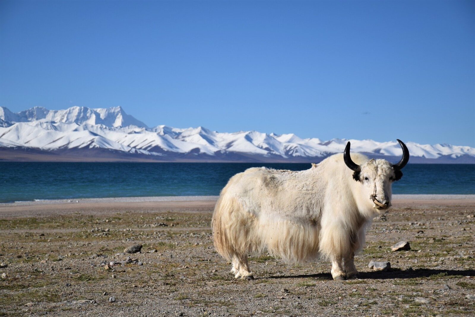 Podișul Qinghai-Tibet: O Ascensiune cu Două Acte, Dezvăluită de Cercetătorii Chinezi Un nou studiu publicat recent în revista Geology aruncă o lumină nouă asupra evoluției Podișului Qinghai-Tibet, supranumit „Acoperișul Lumii”