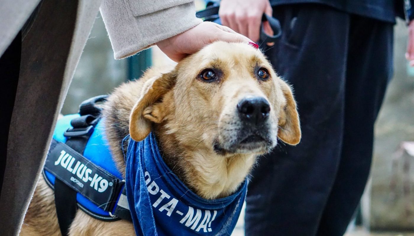Câini din adăposturi, așteptați să-și găsească familii la PetExpo și la târgul ASPA Serviciul pentru Protecția Animalelor din Sectorul 1 va participa la târgul pentru animale de companie PetExpo, cu scopul de a facilita adopția câinilor din adăpostul Odăi