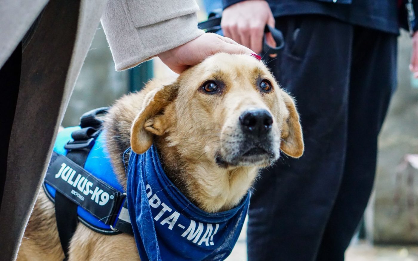 Câini din adăposturi, așteptați să-și găsească familii la PetExpo și la târgul ASPA Serviciul pentru Protecția Animalelor din Sectorul 1 va participa la târgul pentru animale de companie PetExpo, cu scopul de a facilita adopția câinilor din adăpostul Odăi