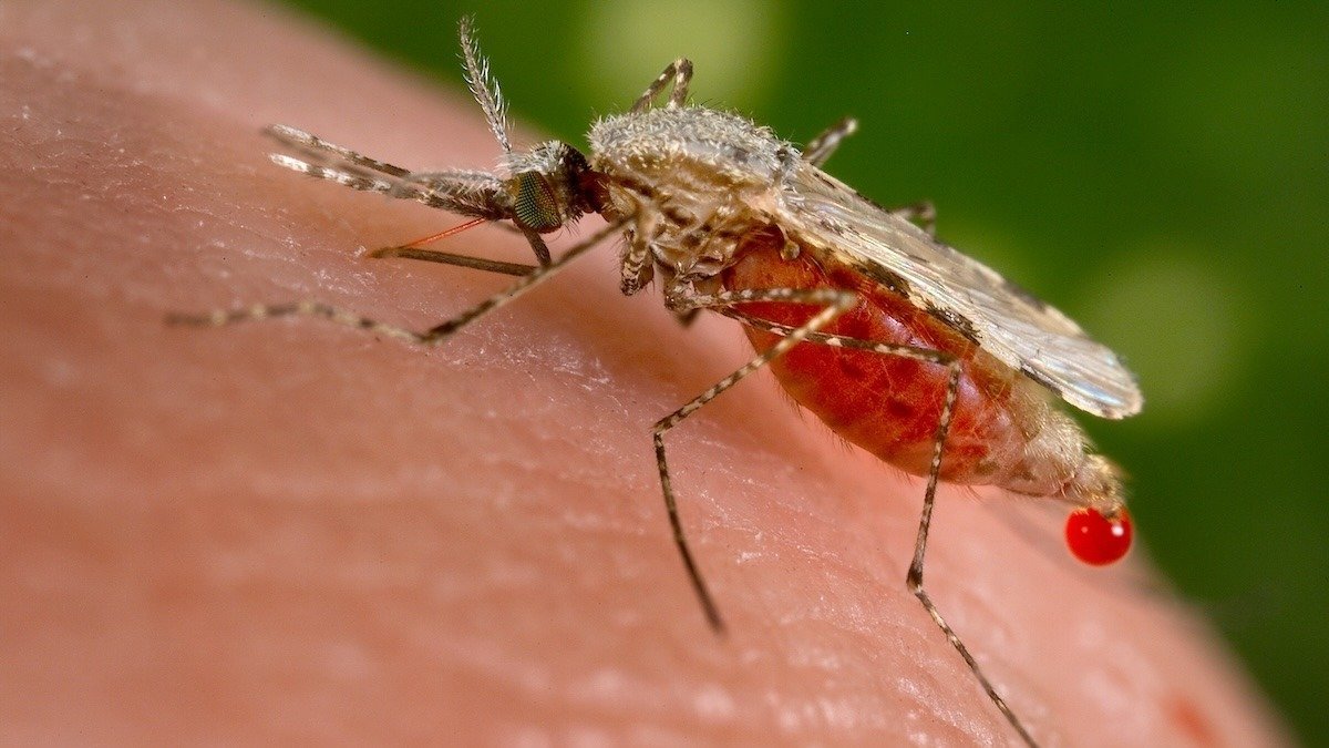 O nouă speranță în lupta cu malaria: cercetătorii identifică o proteină-cheie vulnerabilă la tratament Malaria, boală parazitară transmisă prin înțepătura țânțarilor, rămâne o amenințare majoră la nivel global