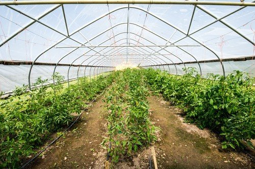 Temperaturile critice pentru succesul culturilor de roșii și ardei în solarii Plantarea răsadurilor de roșii și ardei în solarii necesită o atenție deosebită acordată temperaturii solului și a aerului