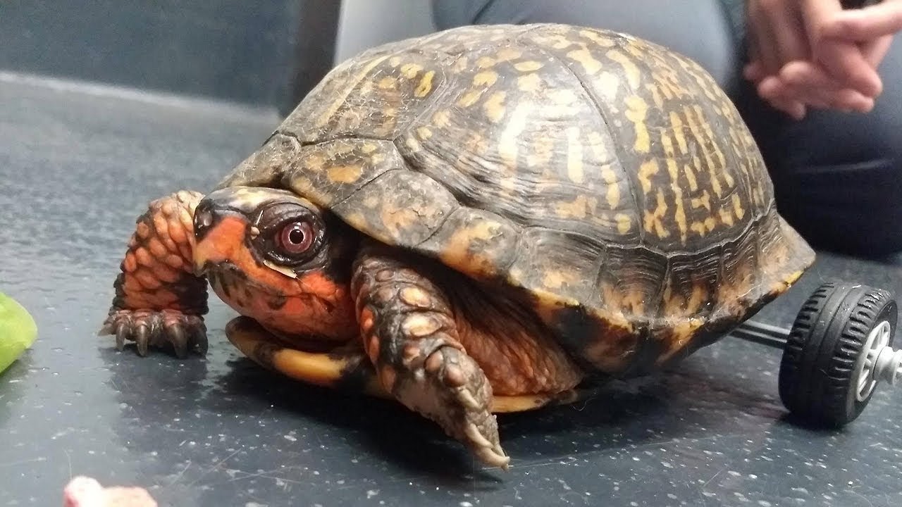 O țestoasă cu dizabilități redobândește mobilitatea datorită imprimării 3D și a unei comunități online Moses, o broască țestoasă din specia Gulf Coast box turtle, și-a recăpătat mobilitatea cu ajutorul unui cărucior improvizat, realizat cu ajutorul unei imprimante 3D