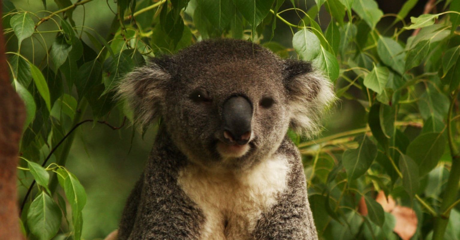 Koala din Victoria, mai rezistenți decât se credea: un studiu schimbă percepția asupra conservării speciei Un studiu recent, publicat în revista științifică Science, demonstrează că simpla analiză a diversității genetice nu este suficientă pentru a evalua riscul real de dispariție al unei populații