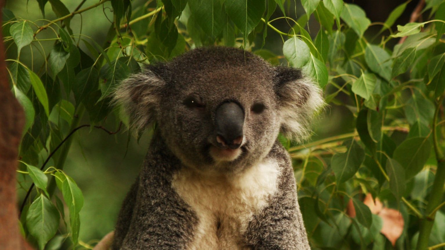 Koala din Victoria, mai rezistenți decât se credea: un studiu schimbă percepția asupra conservării speciei Un studiu recent, publicat în revista științifică Science, demonstrează că simpla analiză a diversității genetice nu este suficientă pentru a evalua riscul real de dispariție al unei populații