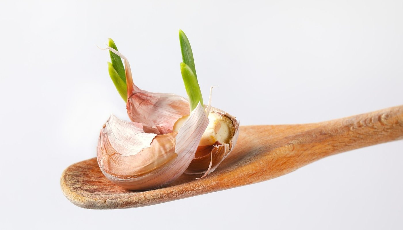 De ce usturoiul încolțește și dacă este sigur de mâncat Usturoiul, prezent nelipsit în bucătăriile românești, poate dezvolta în timp un mugure verde în interiorul cățeilor