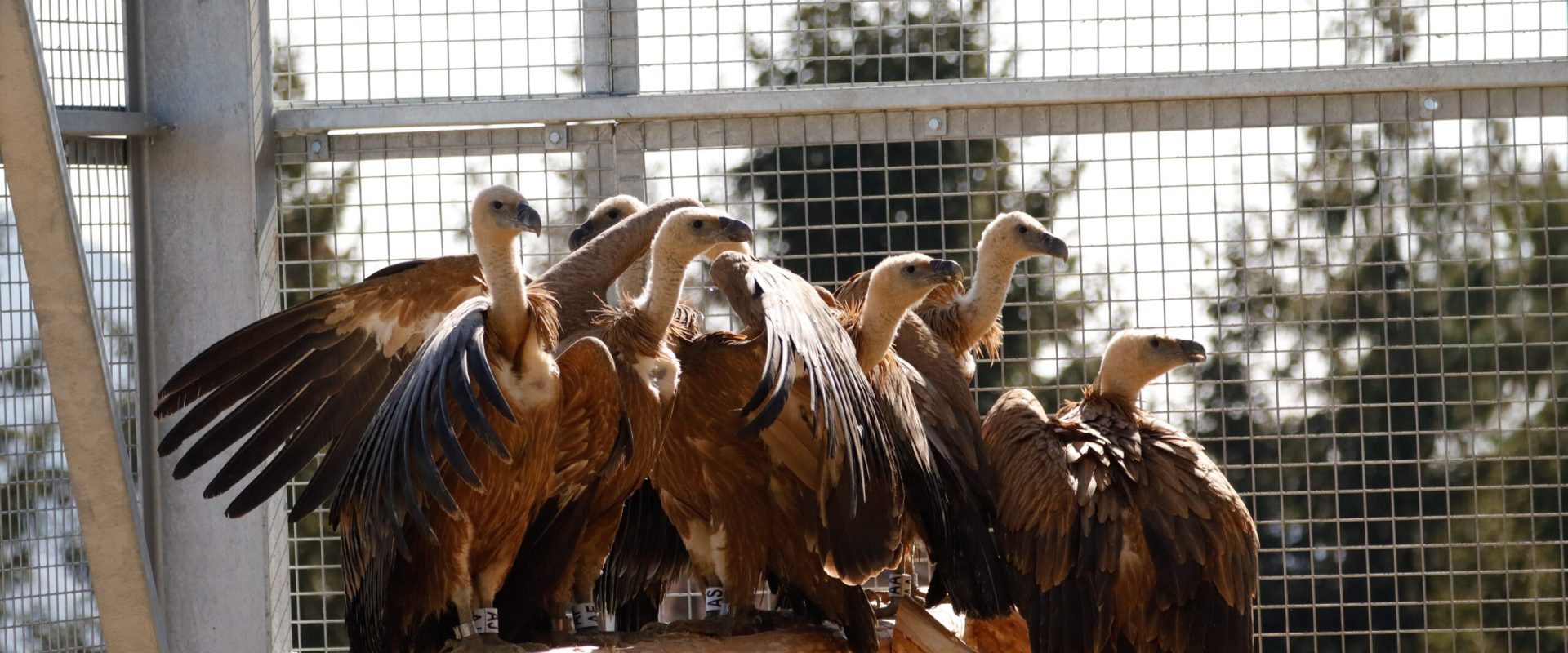 Vulturi sur readuși în România, în cadrul unui proiect ambițios de reintroducere Primele 25 de exemplare de vultur sur (Gyps fulvus) au fost aduse în România și au fost plasate într-o volieră de aclimatizare, construită lângă comuna Rucăr, județul Argeș