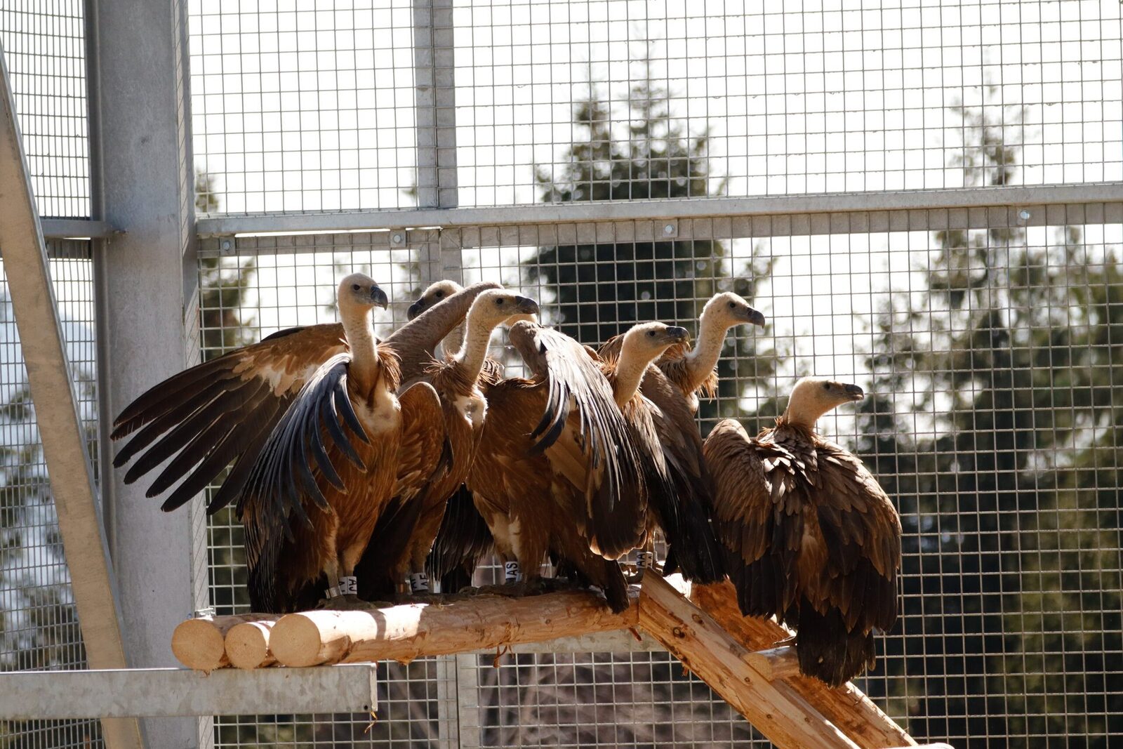 Vulturi sur readuși în România, în cadrul unui proiect ambițios de reintroducere Primele 25 de exemplare de vultur sur (Gyps fulvus) au fost aduse în România și au fost plasate într-o volieră de aclimatizare, construită lângă comuna Rucăr, județul Argeș