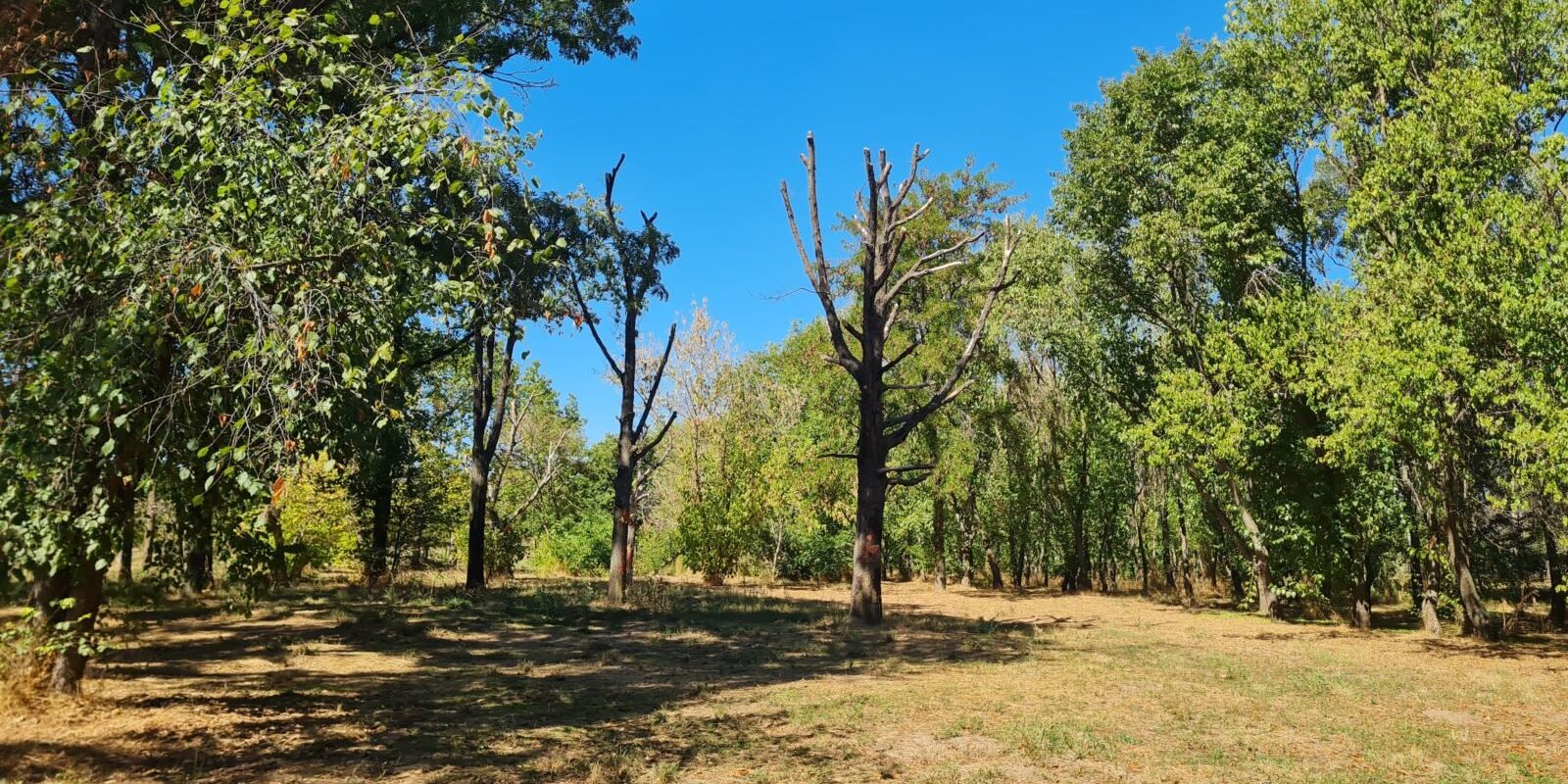 Atelier în Parcul Tineretului: Secretele îngrijirii arborilor bătrâni