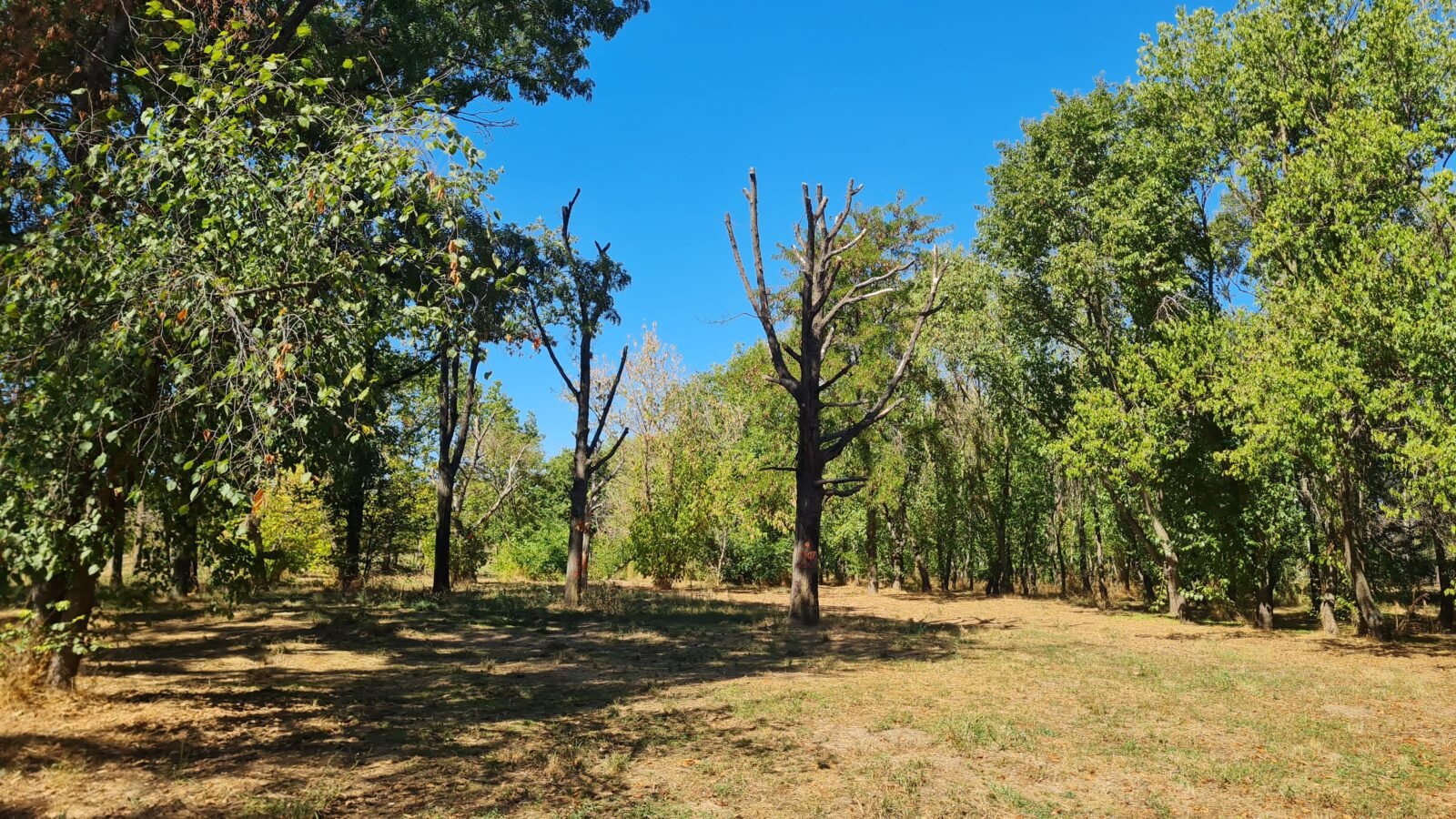 Atelier în Parcul Tineretului: Secretele îngrijirii arborilor bătrâni