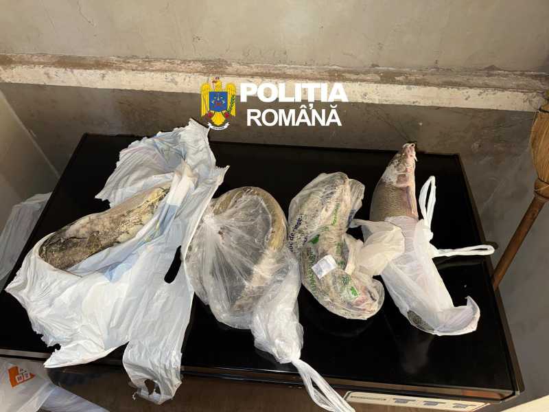Șase suspecți de braconaj piscicol, reținuți în județele Arad și Timiș ARAD – Polițiștii au efectuat sâmbătă șase percheziții domiciliare în județele Arad și TIMIȘ, vizând persoane suspectate de braconaj piscicol