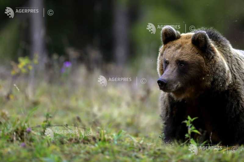 Patrule mixte în Câmpina, după atacurile urșilor: Alertă maximă în Prahova