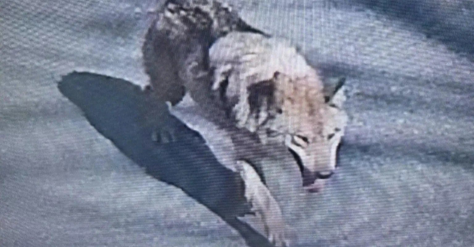 Lup fugar în Coreea de Sud: Mobilizare Generală cu drone și trupe