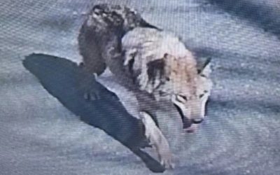 Lup fugar în Coreea de Sud: Mobilizare Generală cu drone și trupe