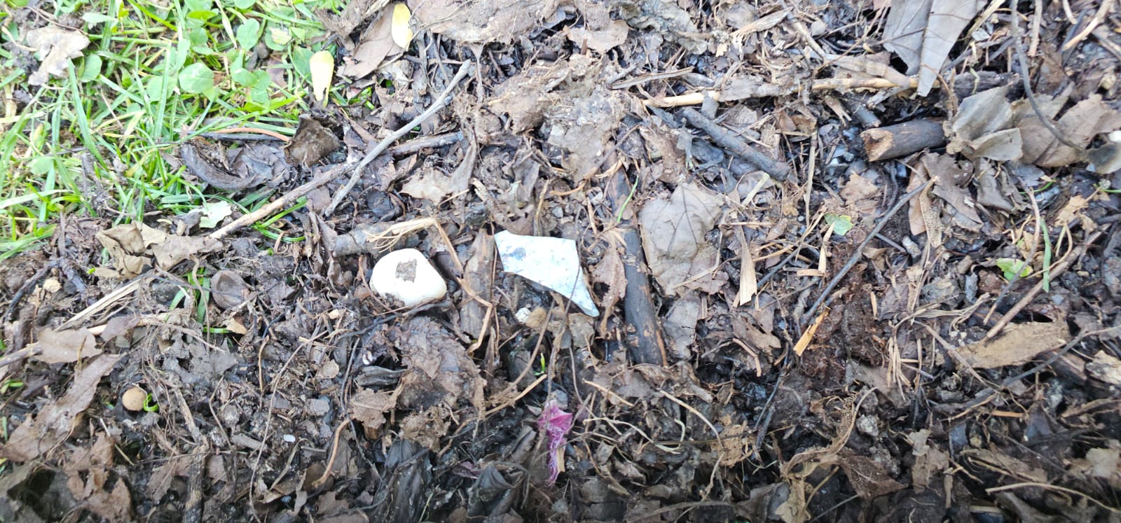 Primăria Sectorului 3 distribuie compost cu deșeuri, spun locuitorii Bucureștenii din Sectorul 3 semnalează o problemă majoră legată de compostul distribuit gratuit de primărie pentru grădinile de bloc