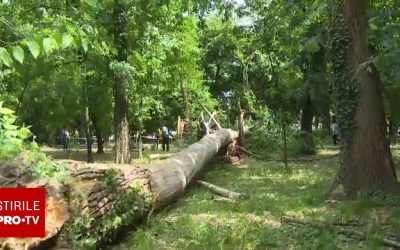 Tăierile de copaci, infracțiune? Proiectul ce schimbă legea silvică